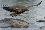 wildlife;bald-eagle;Haliaeetus-leucocephalus;eagle;raptor;bird-of-prey;eaglets;rocks;Lakes-Region;NH;D4