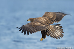 wildlife;bald-eagle;Haliaeetus-leucocephalus;eagle;raptor;bird-of-prey;eaglet;water;Lakes-Region;NH;D4