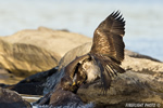 wildlife;bald-eagle;Haliaeetus-leucocephalus;eagle;raptor;bird-of-prey;eaglets;rocks;Lakes-Region;NH;D4