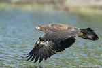 wildlife;bald-eagle;Haliaeetus-leucocephalus;eagle;raptor;bird-of-prey;eaglets;rocks;Lakes-Region;NH;D4