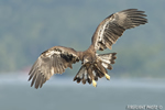 wildlife;bald-eagle;Haliaeetus-leucocephalus;eagle;raptor;bird-of-prey;immature;Lakes-Region;NH;D4