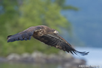 wildlife;bald-eagle;Haliaeetus-leucocephalus;eagle;raptor;bird-of-prey;immature;water;Lakes-Region;NH;D4