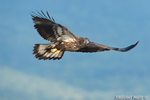 wildlife;bald-eagle;Haliaeetus-leucocephalus;eagle;raptor;bird-of-prey;eaglets;Lakes-Region;NH;D4