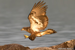 wildlife;bald-eagle;Haliaeetus-leucocephalus;eagle;raptor;bird-of-prey;eaglets;rocks;Lakes-Region;NH;D4