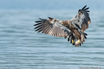 wildlife;bald-eagle;Haliaeetus-leucocephalus;eagle;raptor;bird-of-prey;eaglet;Lakes-Region;NH;D4