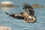 wildlife;bald-eagle;Haliaeetus-leucocephalus;eagle;raptor;bird-of-prey;eaglets;rocks;Lakes-Region;NH;D4