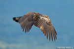 wildlife;bald-eagle;Haliaeetus-leucocephalus;eagle;raptor;bird-of-prey;eaglet;flying;Lakes-Region;NH;D4