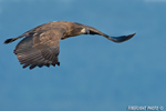 wildlife;bald-eagle;Haliaeetus-leucocephalus;eagle;raptor;bird-of-prey;eaglet;flying;Lakes-Region;NH;D4