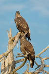 wildlife;bald-eagle;Haliaeetus-leucocephalus;eagle;raptor;bird-of-prey;eaglets;tree;Lakes-Region;NH;D4