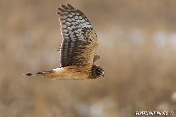 wildlife;northern harrier;Circus cyaneus;hawk;raptor;bird of prey;marsh;Hampton beach;NH;D4