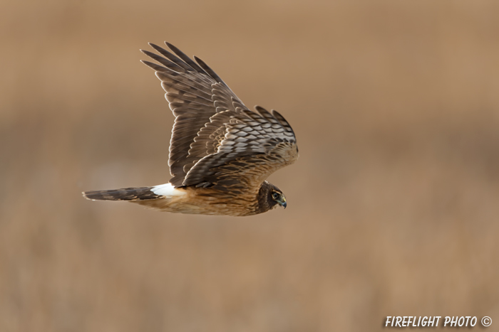 wildlife;northern harrier;Circus cyaneus;hawk;raptor;bird of prey;marsh;Hampton beach;NH;D4