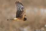 wildlife;northern-harrier;Circus-cyaneus;hawk;raptor;bird-of-prey;marsh;Hampton-beach;NH;D4