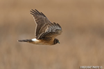 wildlife;northern-harrier;Circus-cyaneus;hawk;raptor;bird-of-prey;marsh;Hampton-beach;NH;D4