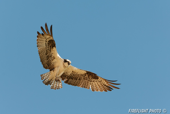 wildlife;birds of prey;raptor;osprey;Pandion haliaetus;flight;Errol;NH