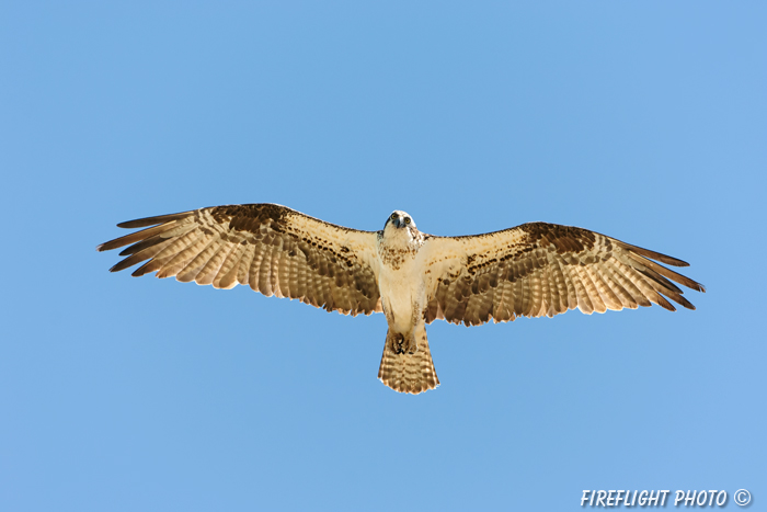 wildlife;birds of prey;raptor;osprey;Pandion haliaetus;flight;Errol;NH