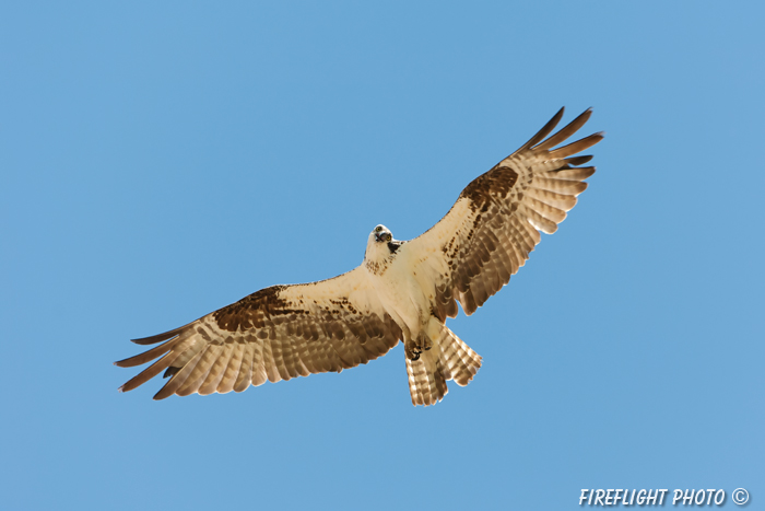 wildlife;birds of prey;raptor;osprey;Pandion haliaetus;flight;Errol;NH