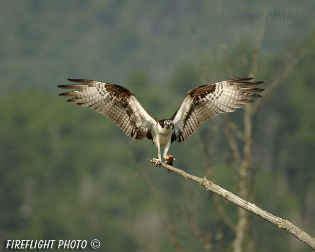 wildlife;birds of prey;raptor;osprey;Pandion haliaetus;fish;errol;nh;new hampshire