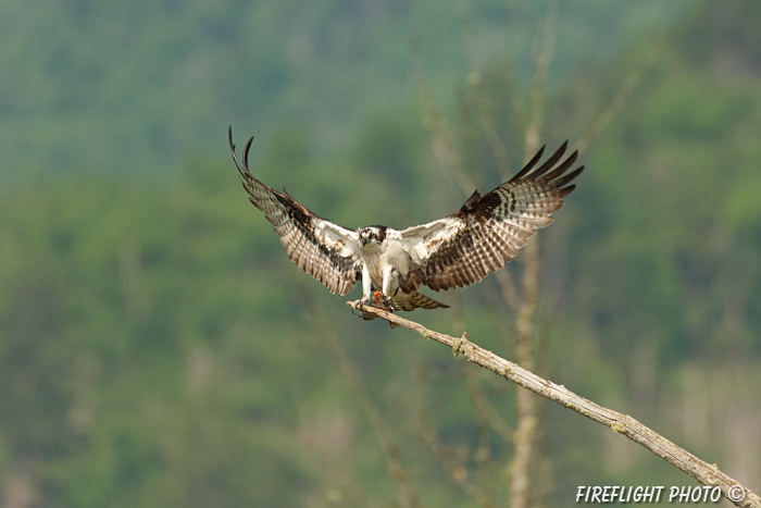wildlife;birds of prey;raptor;osprey;Pandion haliaetus;fish;errol;nh;new hampshire