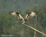 wildlife;birds-of-prey;raptor;osprey;Pandion-haliaetus;fish;errol;nh;new-hampshire