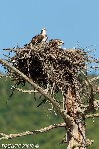 wildlife;birds of prey;raptor;osprey;Pandion haliaetus;nest;Errol;NH;D2X