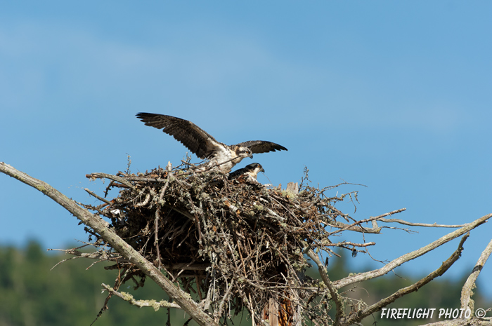 wildlife;birds of prey;raptor;osprey;Pandion haliaetus;nest;chick;Errol;NH;D2X