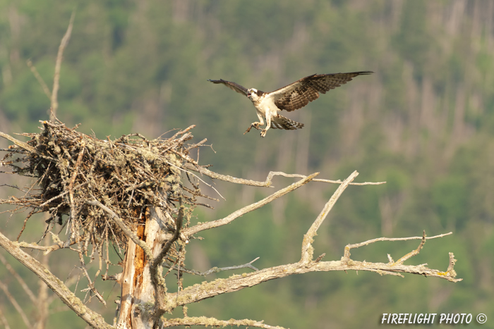 wildlife;birds of prey;raptor;osprey;Pandion haliaetus;nest;Errol;NH;D2X