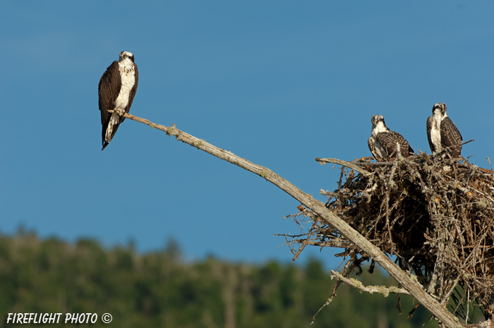 wildlife;birds of prey;raptor;osprey;Pandion haliaetus;nest;chick;Errol;NH;D2X