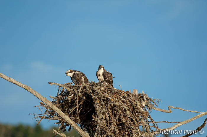 wildlife;birds of prey;raptor;osprey;Pandion haliaetus;chick;nest;Errol;NH;D2X