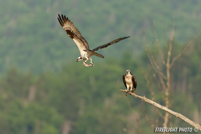 wildlife;birds of prey;raptor;osprey;Pandion haliaetus;nest;fish;Errol;NH;D2X