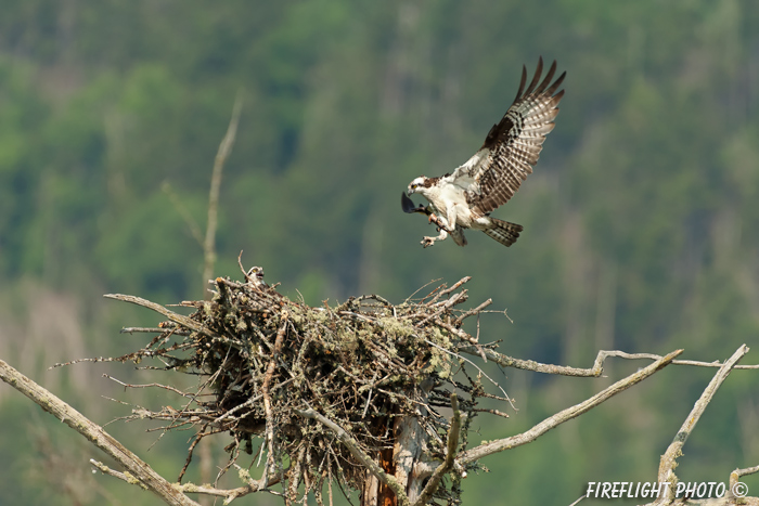 wildlife;birds of prey;raptor;osprey;Pandion haliaetus;nest;fish;Errol;NH;D2X