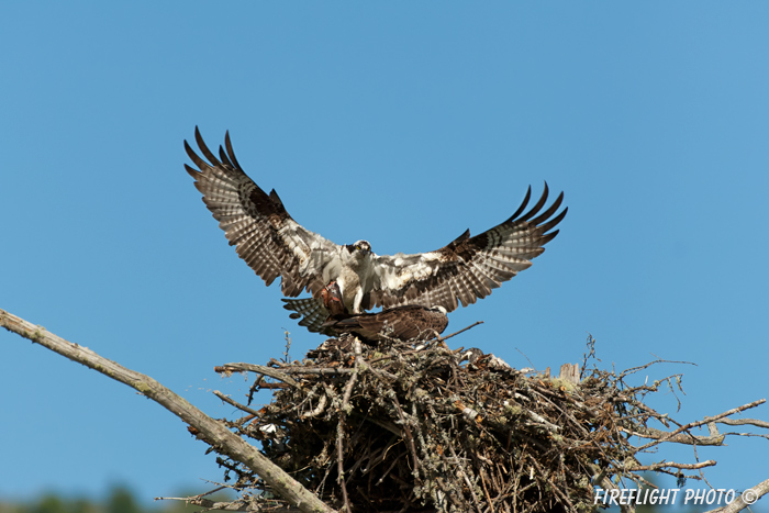 wildlife;birds of prey;raptor;osprey;Pandion haliaetus;nest;Errol;NH;D2X