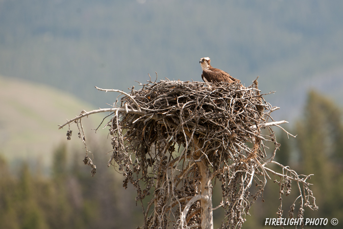 wildlife;birds of prey;raptor;osprey;Pandion haliaetus;nest;WY;Yellowstone