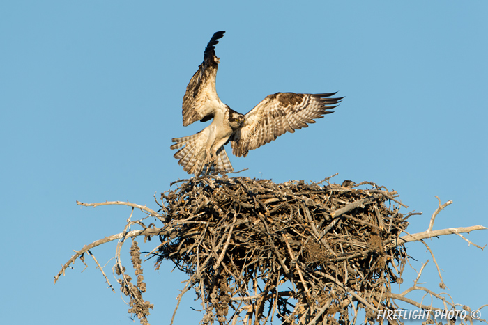 wildlife;birds of prey;raptor;osprey;Pandion haliaetus;nest;WY;Yellowstone