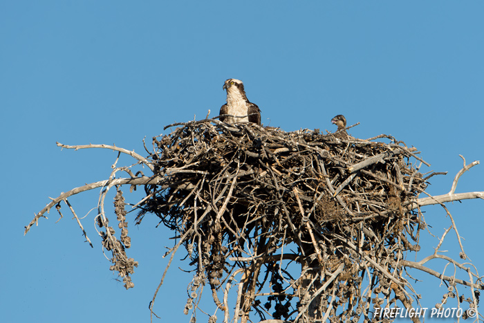 wildlife;birds of prey;raptor;osprey;chick;Pandion haliaetus;nest;WY;Yellowstone