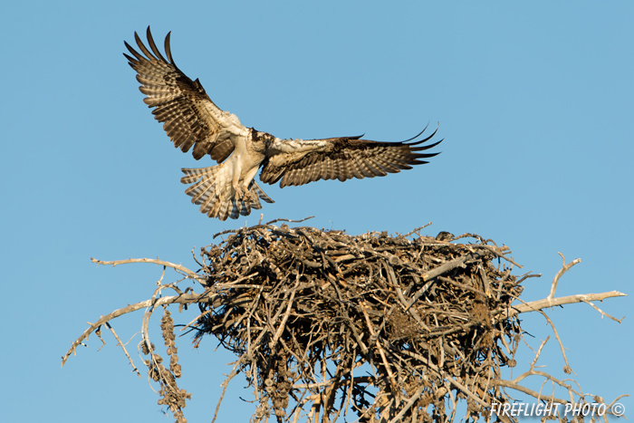 wildlife;birds of prey;raptor;osprey;Pandion haliaetus;nest;chick;WY;Yellowstone;D4;600mm
