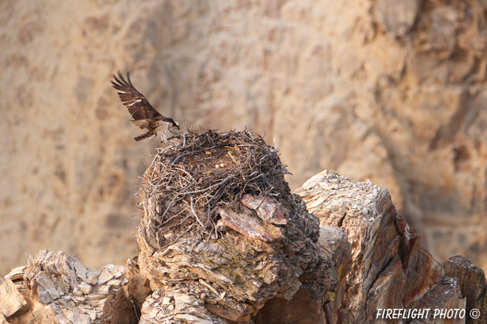 wildlife;birds of prey;raptor;osprey;Pandion haliaetus;nest;eggs;WY;Yellowstone;D3X;600mm