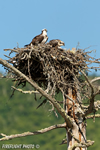 wildlife;birds-of-prey;raptor;osprey;Pandion-haliaetus;nest;Errol;NH;D2X