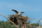 wildlife;birds-of-prey;raptor;osprey;Pandion-haliaetus;nest;chick;Errol;NH;D2X