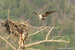 wildlife;birds-of-prey;raptor;osprey;Pandion-haliaetus;nest;Errol;NH;D2X