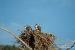 wildlife;birds-of-prey;raptor;osprey;Pandion-haliaetus;chick;nest;Errol;NH;D2X