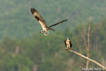 wildlife;birds-of-prey;raptor;osprey;Pandion-haliaetus;nest;fish;Errol;NH;D2X