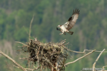 wildlife;birds-of-prey;raptor;osprey;Pandion-haliaetus;nest;fish;Errol;NH;D2X