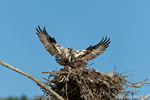 wildlife;birds-of-prey;raptor;osprey;Pandion-haliaetus;nest;Errol;NH;D2X