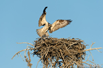 wildlife;birds-of-prey;raptor;osprey;Pandion-haliaetus;nest;WY;Yellowstone