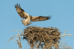 wildlife;birds-of-prey;raptor;osprey;Pandion-haliaetus;nest;chick;WY;Yellowstone;D4;600mm