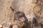 wildlife;birds-of-prey;raptor;osprey;Pandion-haliaetus;nest;eggs;WY;Yellowstone;D3X;600mm