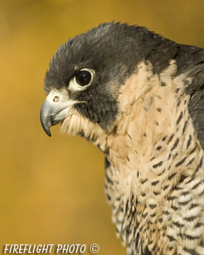 wildlife;falcon;Peregrine Falcon;Falco peregrinus;raptor;bird of prey;raptor project;Wachusett Mountain;Massachusetts