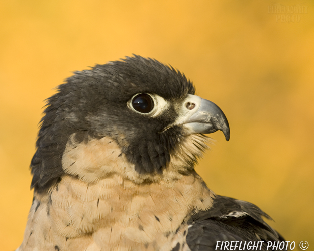 wildlife;falcon;Peregrine Falcon;Falco peregrinus;raptor;bird of prey;raptor project;Head Shot;Wachusett Mountain;Massachusetts