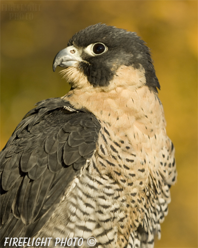 wildlife;falcon;Peregrine Falcon;Falco peregrinus;raptor;bird of prey;head shot;raptor project;Wachusett Mountain;Massachusetts