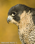 wildlife;falcon;Peregrine-Falcon;Falco-peregrinus;raptor;bird-of-prey;raptor-project;Wachusett-Mountain;Massachusetts